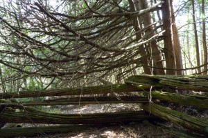 Cedar and split rail fence on site