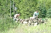 250