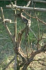 gnarled