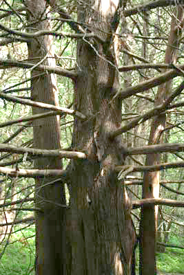 tree.jpg - Large cedar
