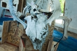 ast2012_07_11_minotaur-2